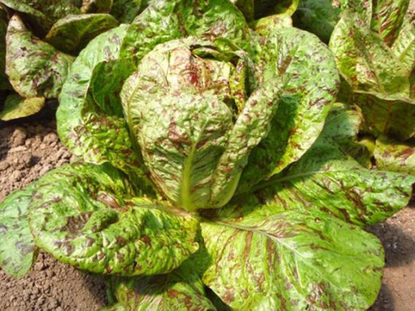 Produktfoto zu Romanasalat Forellenschluss