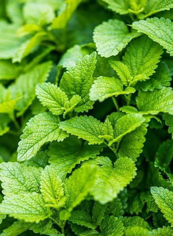 Produktfoto zu Zitronenmelisse