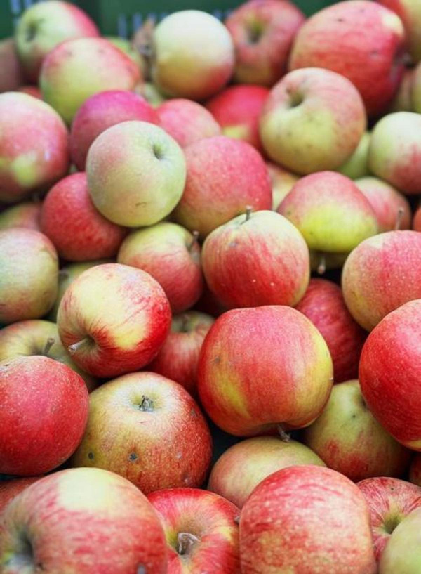 Produktfoto zu Apfel Jonagored