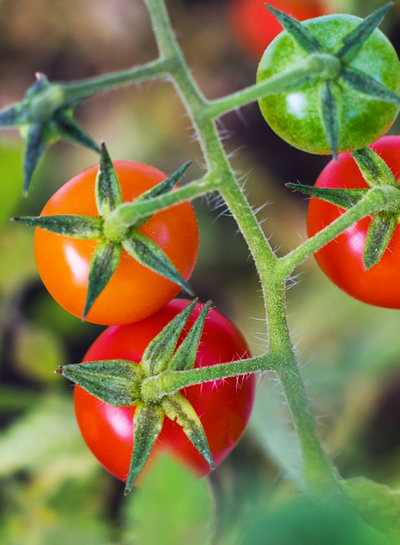 Produktfoto zu Tomaten-Kollektion Deutschland Mini