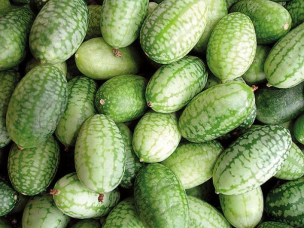 Produktfoto zu Gurke Melothria