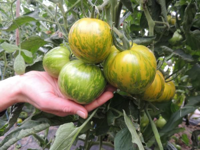 Produktfoto zu Tomate Green Zebra