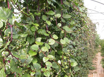 Produktfoto zu Malabar-Spinat, rot