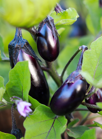 Produktfoto zu Aubergine fix & fertig