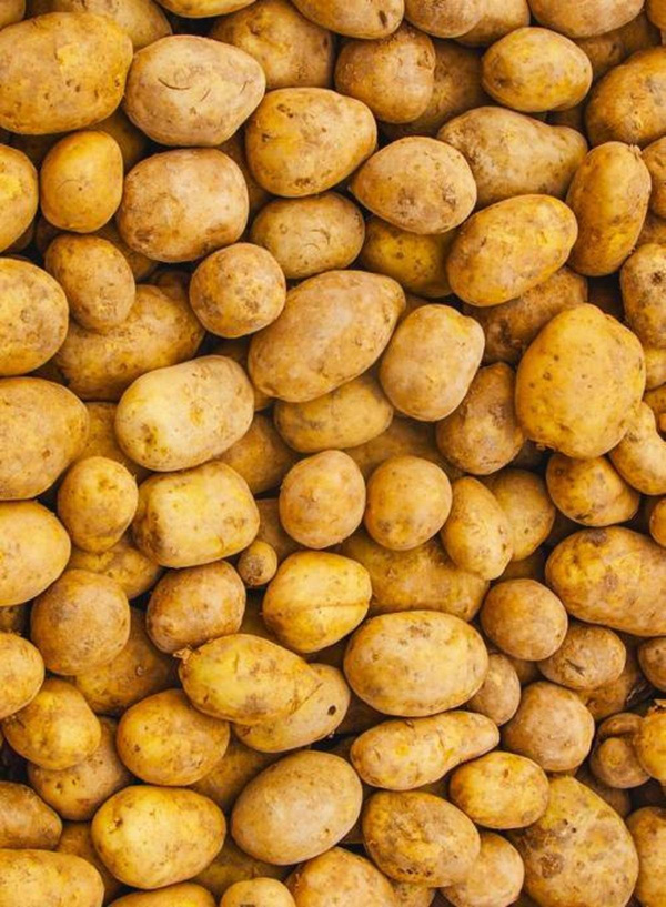 Produktfoto zu Kartoffeln festkochend, 5 kg