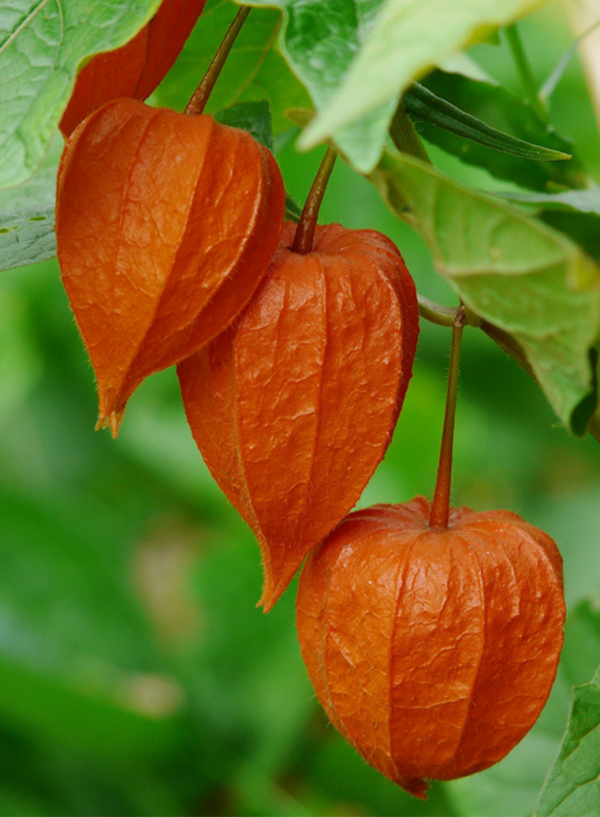 Produktfoto zu Andenbeere