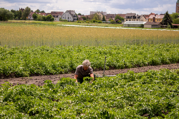KI generiert: Ein Gärtner arbeitet auf einem Feld mit Häusern im Hintergrund.
