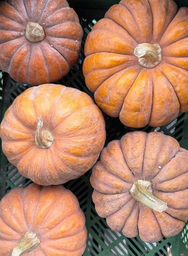 Produktfoto zu Kürbis Hidemi