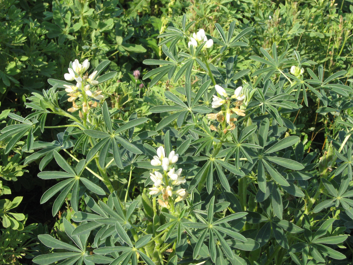KI generiert: Grünes Laubwerk mit weißen Blüten, möglicherweise Lupinen, in einer natürlichen Umgebung.