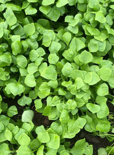 Produktfoto zu Postelein